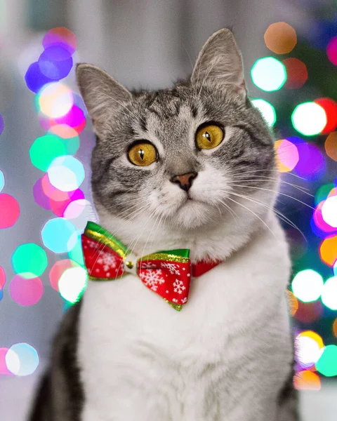 黄色の目とクリスマスツリーからの光の背景に赤い弓を持つかわいいGlakosherstnaya灰色と白の縞模様の猫 — ストック写真