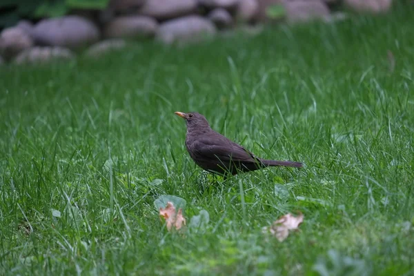 Siyah songbird, ortak karatavuk — Stok fotoğraf