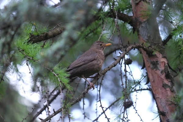 Oiseau chanteur noir, merle commun — Photo