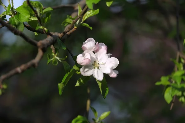 Flor de manzana — Foto de Stock