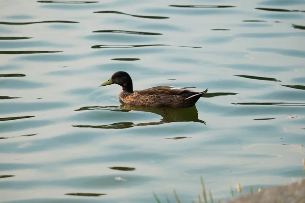 Ente — Stockfoto