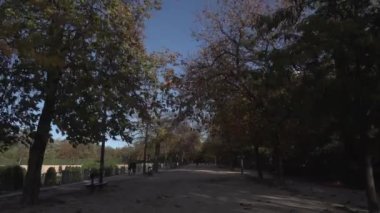 Şiddetli bir rüzgar esiyor yapraklara, sonbaharda ormanda