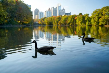 Atlanta şehir merkezinin gökyüzü ve yansımaları Piedmont Park Gölü 'nde, kazlarla