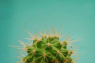 Kaktüs Moda Tasarımı. Minimalist natürmort. Parlak Pastel Renkleri yeşil arkaplanda izole edildi