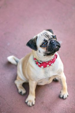 Genç Pug köpeği kırmızı kolyesiyle dışarıda oturuyor.