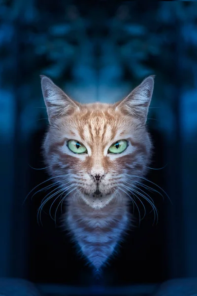 The head of a cat with terror face over a dark blue background, abstract, surreal — Stock Photo, Image