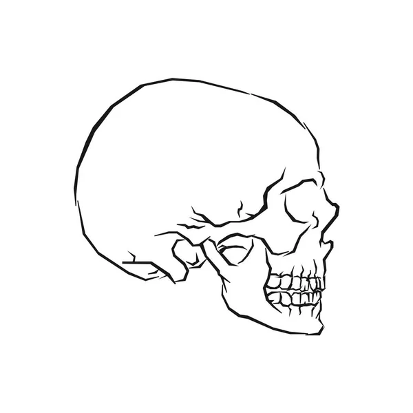 スケッチの頭蓋骨 ヴィンテージベクトルハロウィンデザインアート アブストラクト分離図 — ストックベクタ