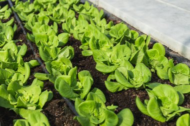 Damla sulama sistemi ile organik tereyağı boncuk bitki