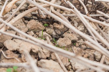 Taş ve şube yanında genç Küçük halkalı cılıbıt kılık
