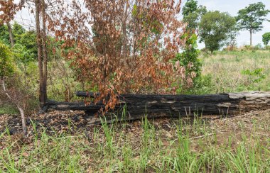Söndürülmesi güç ateş sonra orman içinde yanık ağaç