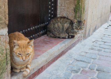 Çizgili bir kedi için altın kedi görünüyor