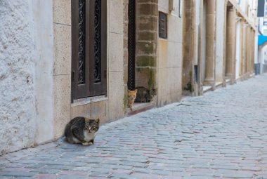 Üç kedi taş evin dışında oturmak