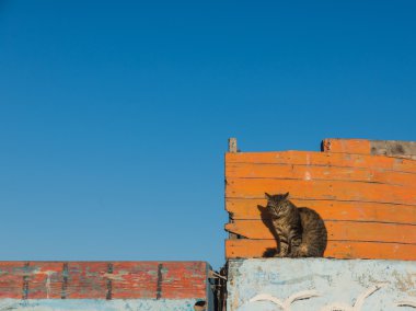 Bir kedi sit ahşap tekne