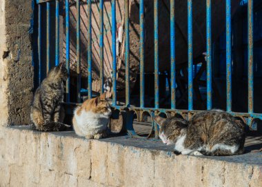 Sunbathe için duvardaki üç kedi oturmak