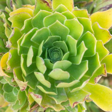 Aranjmani Merkezi blossfeldiana Poellnitz closeup bizdeki olarak