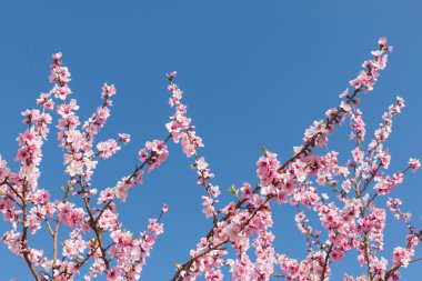 Gorges du Dades Fas, yabani Himalaya kiraz