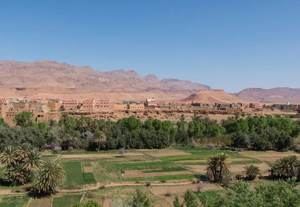 A mezőgazdaság, a hegylábi városban Tinghir, Marokkó — Stock Fotó