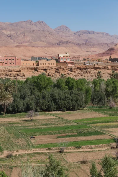 De landbouw op foothill in Tinghir stad, Marokko — Stockfoto