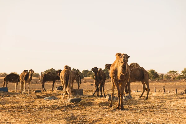 Die Kamelgruppe, die in der Nähe der Wüste steht — Stockfoto
