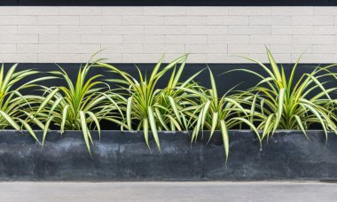 Vida çam tuğla ve siyah arka plan ile kümesi