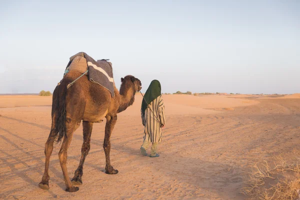 Der arabische Führer führt Kamel in der Sahara-Wüste — Stockfoto