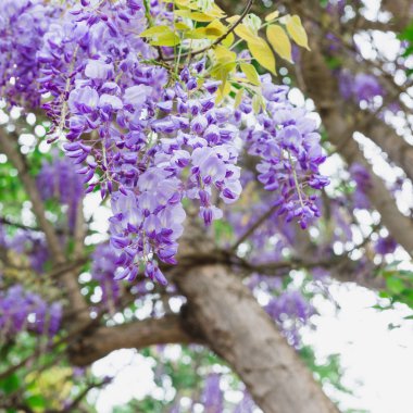 Mor wisteria sinensis Chellah bahçe içinde 