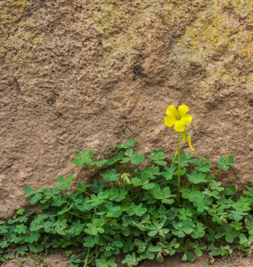 Bir sarı ahşap kuzukulağı kaya duvarı önünde yere