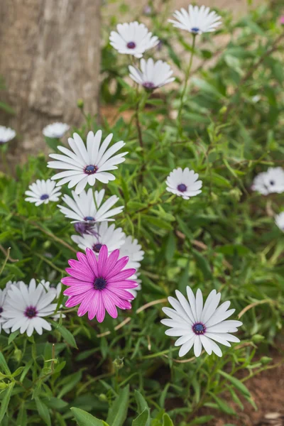 One fresh violet in the group of white Florist's Mum in the gard — Stock Photo, Image