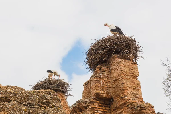 Аистовое гнездо на вершине башни в Челле, которая является миром — стоковое фото