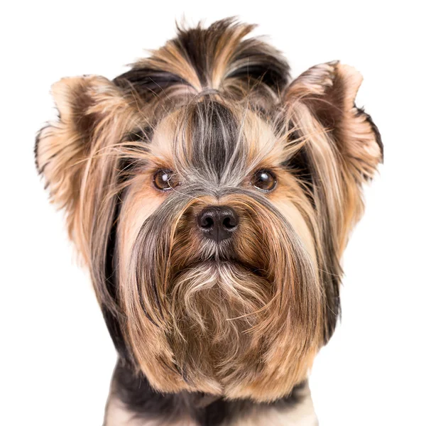 Yorkshire terrier. — Zdjęcie stockowe