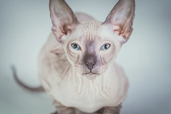 Sphynx kattunge — Stockfoto