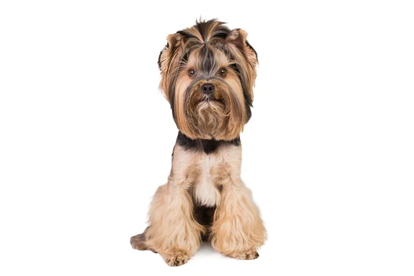 Yorkshire terrier regardant la caméra Image En Vente