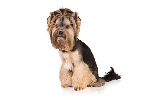 Yorkshire terrier Immagine Stock