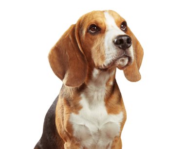 Beyaz arka plan üzerinde izole Beagle stüdyo portre
