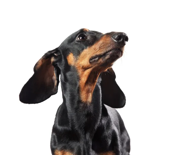 Beyaz izole dachshund portresi — Stok fotoğraf