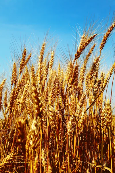 Image of wheat field against blue sky — Stock Photo, Image