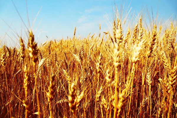 Image of wheat field against blue sky — Stock Photo, Image