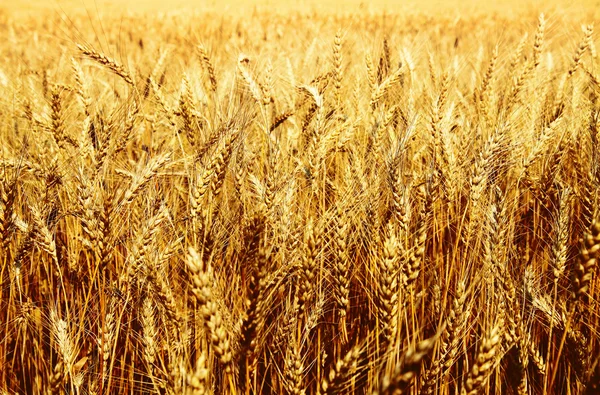 Closeup image of wheat field — Stock Photo, Image