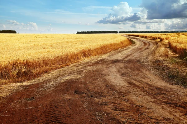 Immagine di strada nel campo di grano contro il cielo blu — Foto Stock