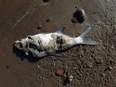 Sahilde ölü bir balık. Su kirliliği konsepti