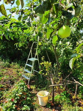 Küçük bahçede yeşil elma hasadı