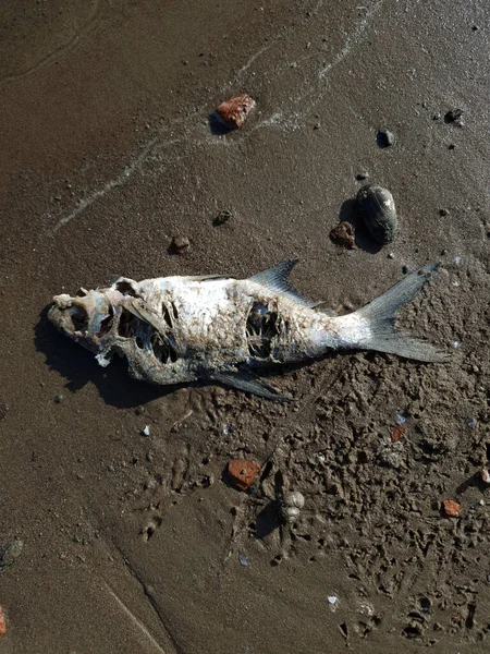 Död Fisk Stranden Begreppet Vattenförorening Royaltyfria Stockbilder