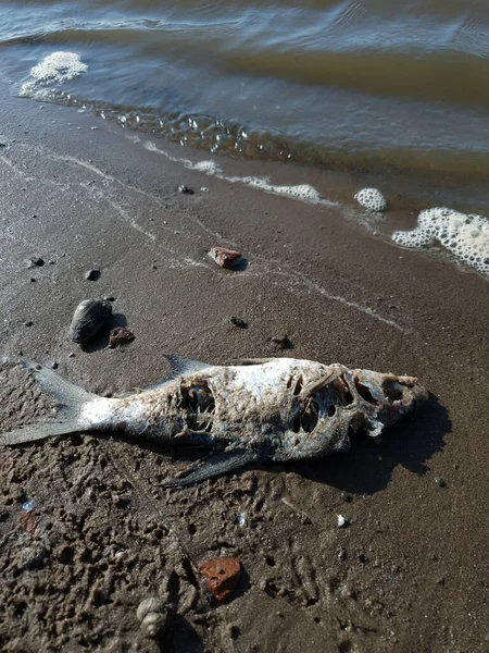 Död Fisk Stranden Begreppet Vattenförorening Stockbild