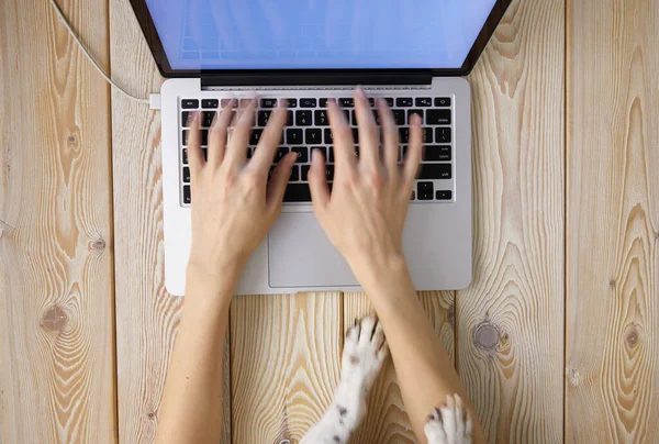 Imagem Mãos Mulher Digitando Rápido Teclado Laptop Com Patas Cães — Fotografia de Stock