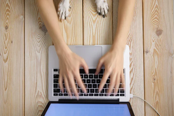 Afbeelding Van Vrouw Handen Typen Snel Laptop Toetsenbord Met Honden — Stockfoto