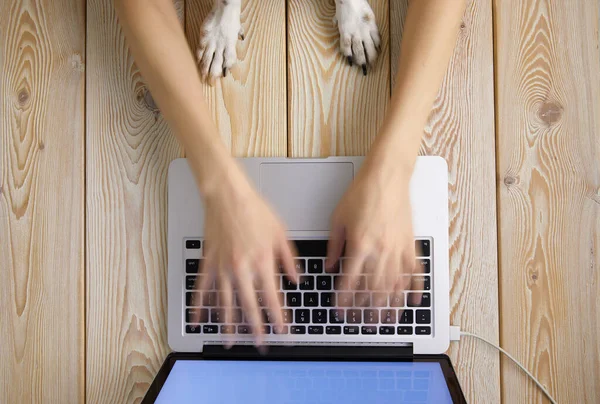 Afbeelding Van Vrouw Handen Typen Snel Laptop Toetsenbord Met Honden — Stockfoto