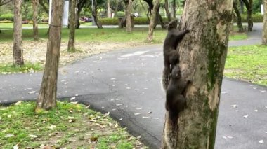 Taipei, Tayvan-01 Nisan, 2020: 4K, Taipei şehrindeki bir park ormanında sevimli bir sincap seks yapıyor. Tayvan 'da bir bahar günü çiftleşen iki vahşi sincap. Hayvanların çiftleşmesi - Dan