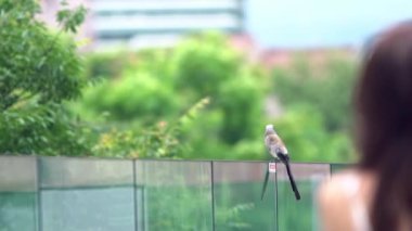 Bir Grey Treepie 'nin ağır çekimde dinlenmesi ve Asyalı bir kadın geçtiğinde, Taipei şehrindeki cam duvara tünemesi. Dendrocitta formosae Tayvan 'ın hepçil bir kuşudur.