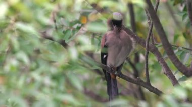 Himalaya sarmaşığı olarak da bilinen Gri Treepie 'nin yavaş çekimleri Taipei şehrindeki bir orman parkının dalına tünemiş ve dinleniyordu. Dendrocitta formosae Tayvan 'ın hepçil bir kuşudur.