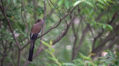 4K, A Grey Treepie, nam-ı diğer Himalaya sarmaşığı, Taipei şehrindeki bir orman parkının dalına tünemiş ve dinleniyordu. Dendrocitta formosae Tayvan 'ın hepçil bir kuşudur.